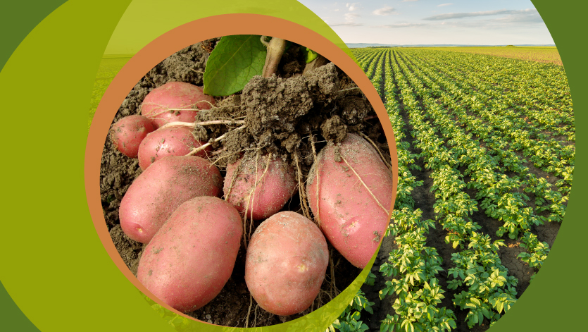 Продуктивность и адаптивность сортов картофеля с разными эколого-морфологическими признаками