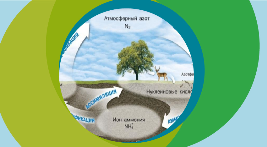 Потоки азота в агроэкосистеме