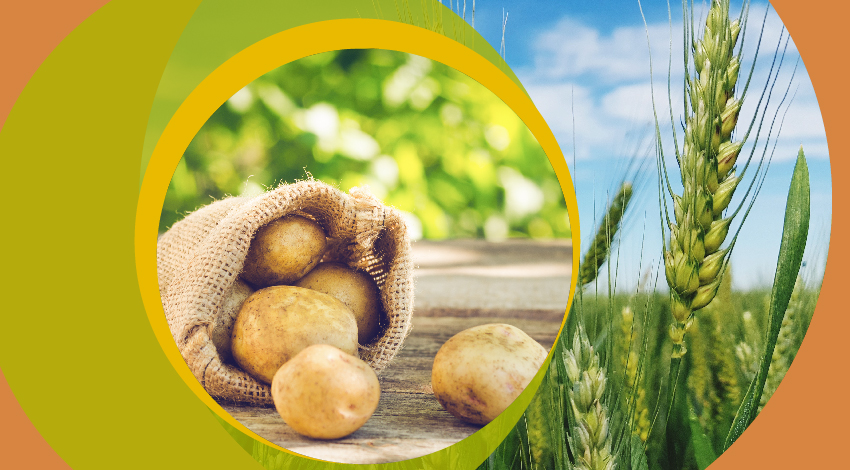 Эффективность применения кремнийсодержащих агрохимикатов на зерновых и картофеле