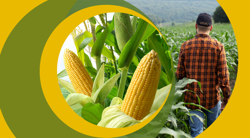 Система питания кукурузы при выращивании на зерно и силос