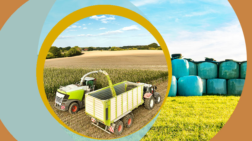 Заготовка объёмистых кормов. Зелёный корм, силос, силаж, сенаж