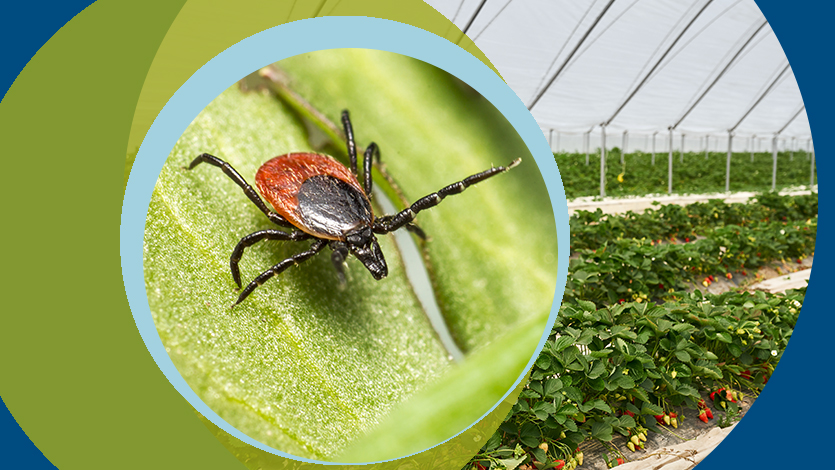 Современное состояние и перспективы использования клещей в биологическом контроле вредителей сельскохозяйственных растений