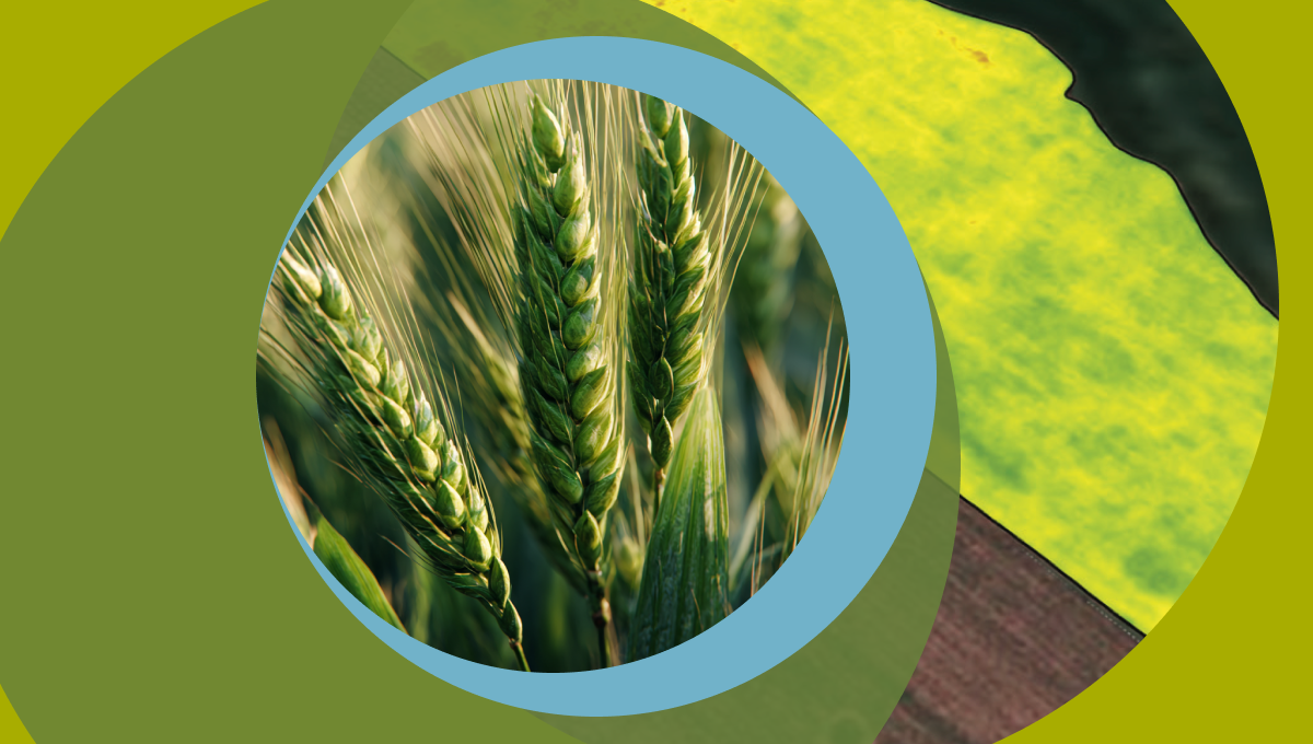 Индексы вегетации и их применение