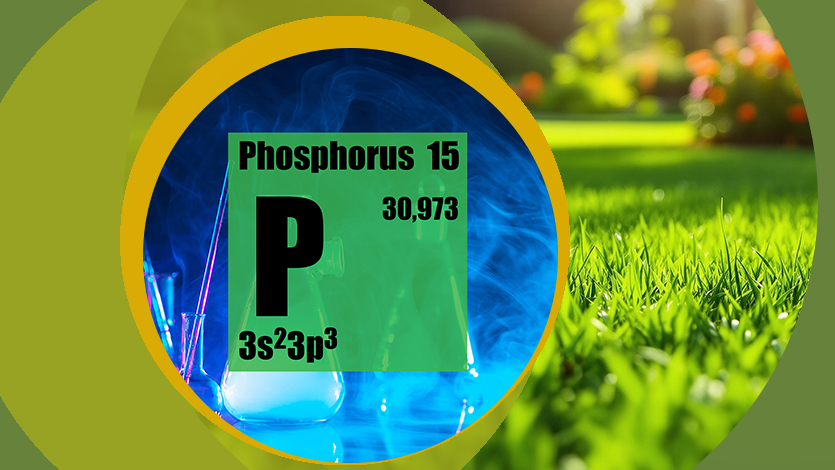 Питание газонных трав фосфором