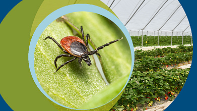 Современное состояние и перспективы использования клещей в биологическом контроле вредителей сельскохозяйственных растений