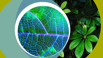 Экология фотосинтеза. Роль фотосинтетической функции